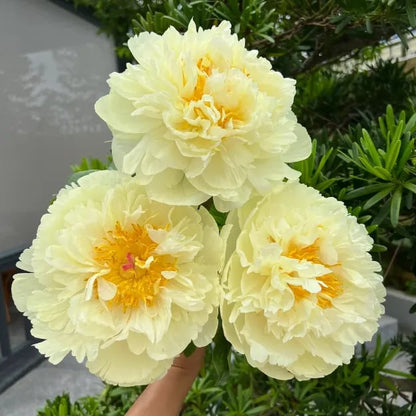 🌺THE QUEEN OF FLOWERS—DOUBLE PETALED PIANI Zorenza