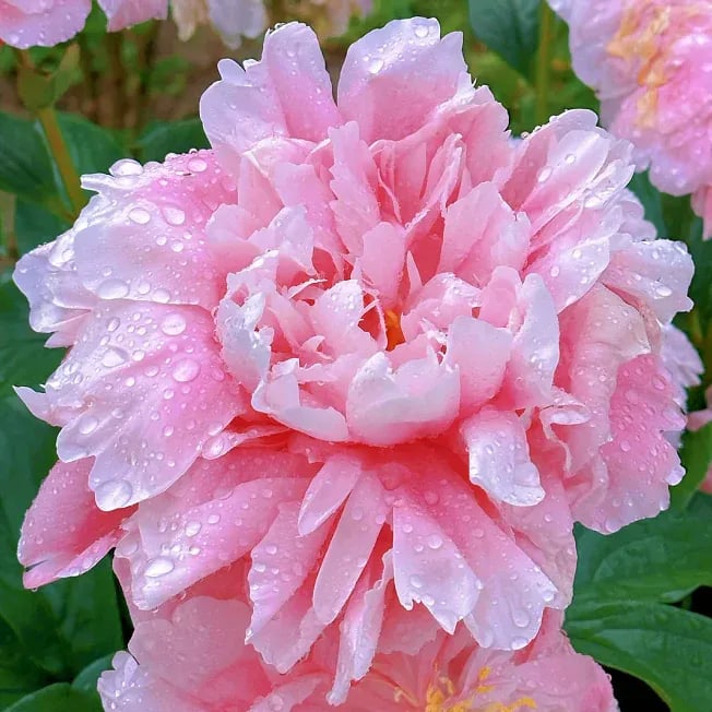 🌺THE QUEEN OF FLOWERS—DOUBLE PETALED PIANI Zorenza