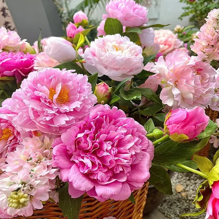 🌺THE QUEEN OF FLOWERS—DOUBLE PETALED PIANI Zorenza