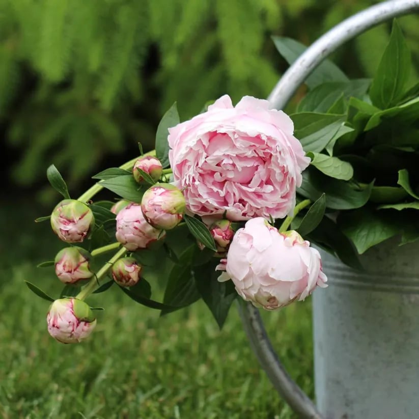 🌺THE QUEEN OF FLOWERS—DOUBLE PETALED PIANI Zorenza