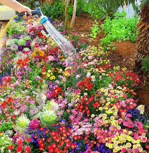 1000 Samen Mehrjährige Blumenmischung – 60+ Sorten für ganzjährige Blüten Zorenza
